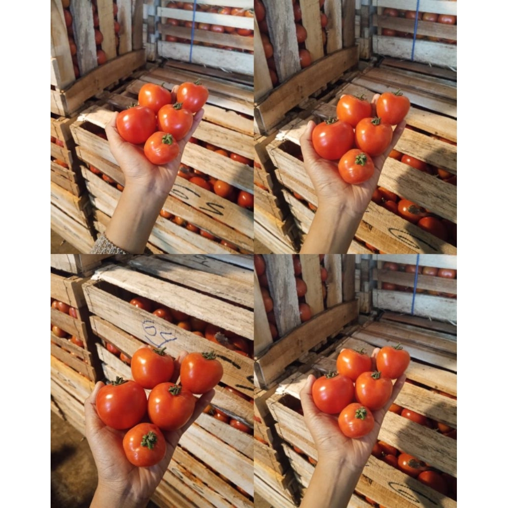 

TOMAT MERAH