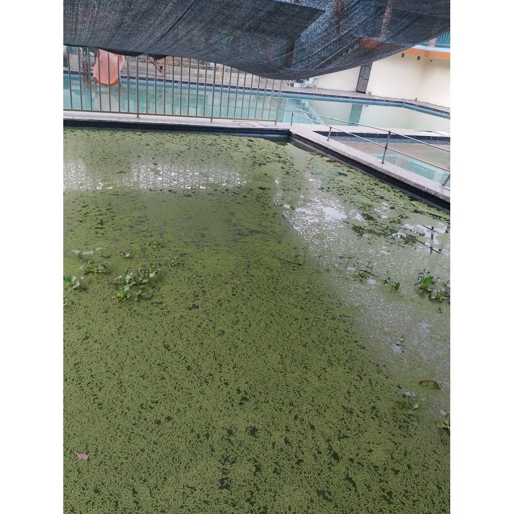 AZOLA Pakan ternak / kg