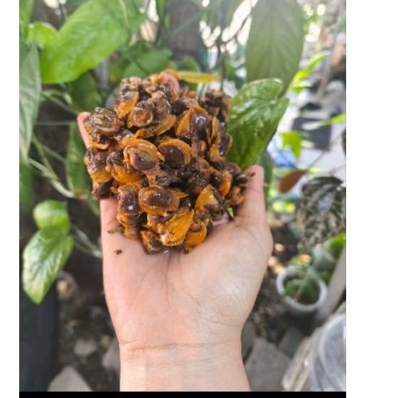 Kerang dara KUPAS
