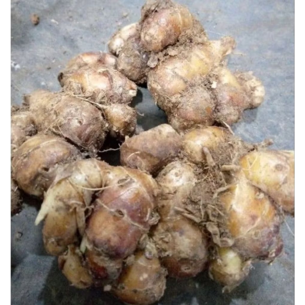 

paket hemat kencur segar dari petani langsung kemasal 500grm