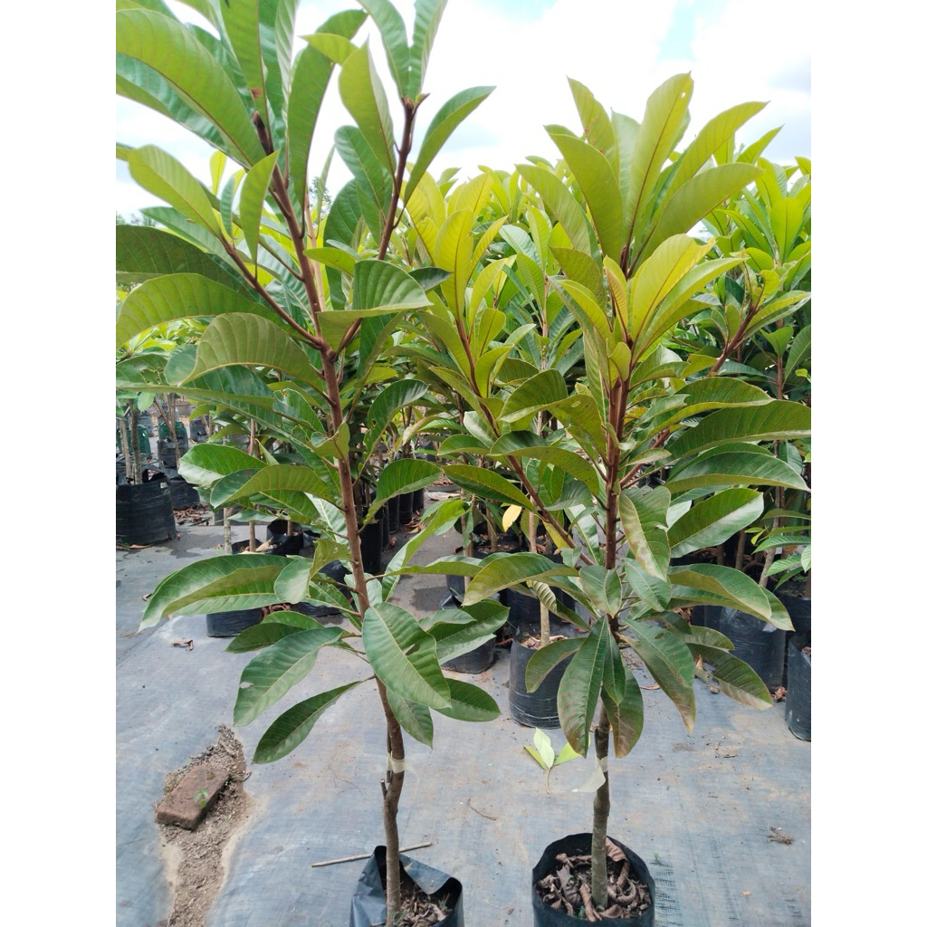 Paket mamey sapote 4  btg bibit okulasi 1m up