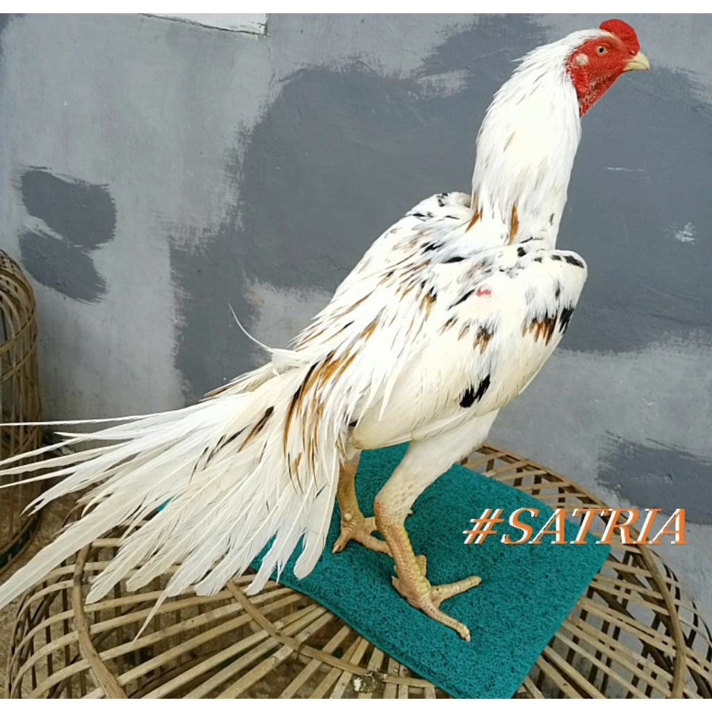 JUAL AYAM HIDUP BANGKOK EKOR LIDI//BANGKOK EKOR LIDI UMUR ± 7/9 BULAN