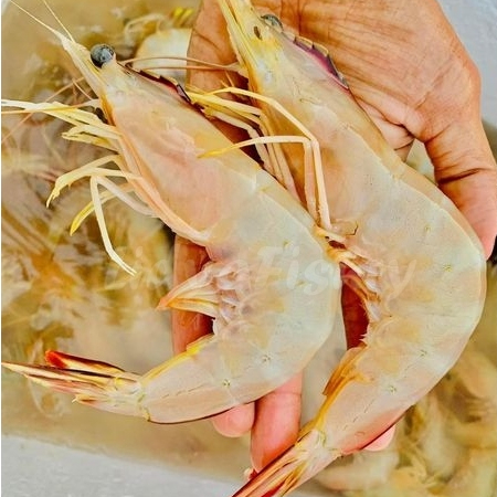 Udang Peci Segar 1Kg Udang Peci Jerbung Fresh Udang Laut Seafood Udang Laut Segar