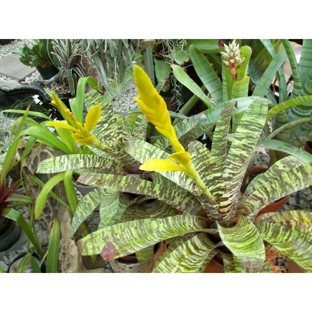 Bromelia Vriesea Ospinae - Bromelia Tentara - Bromelia Katak - Bromelia Hijau - Bromelia Koleksi