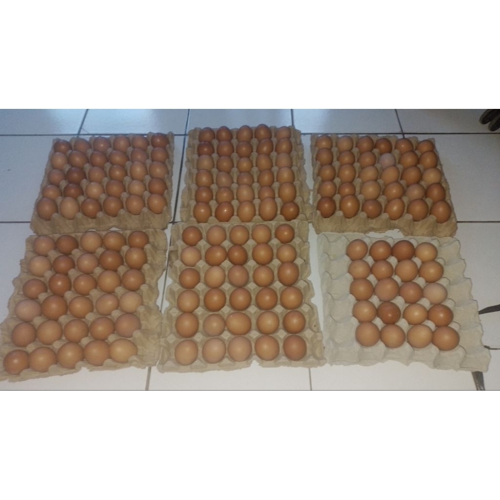 

Telor ayam negri fres