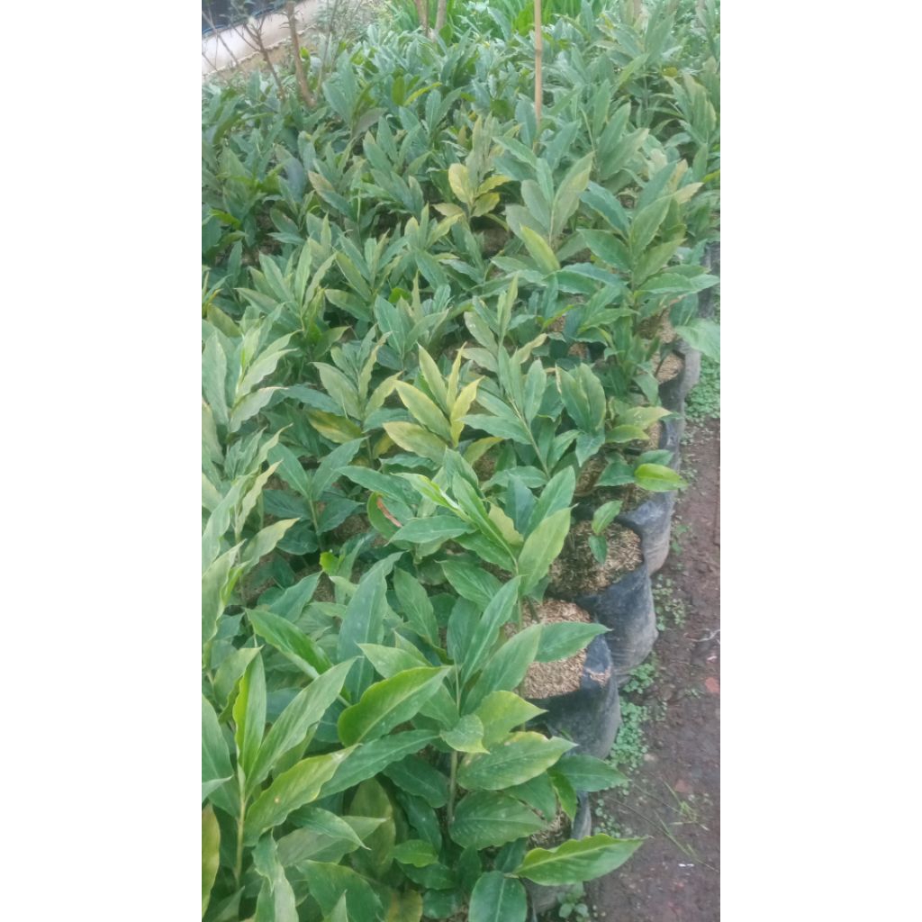 tanaman rempah lengkuas merah