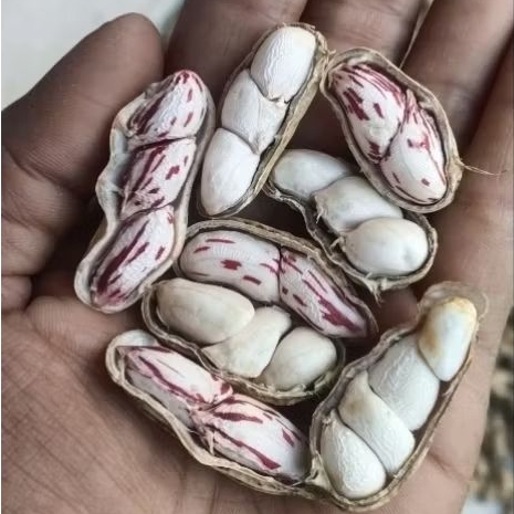 

KACANG TANAH MADU FRESH BERSIH 1000 GRAM