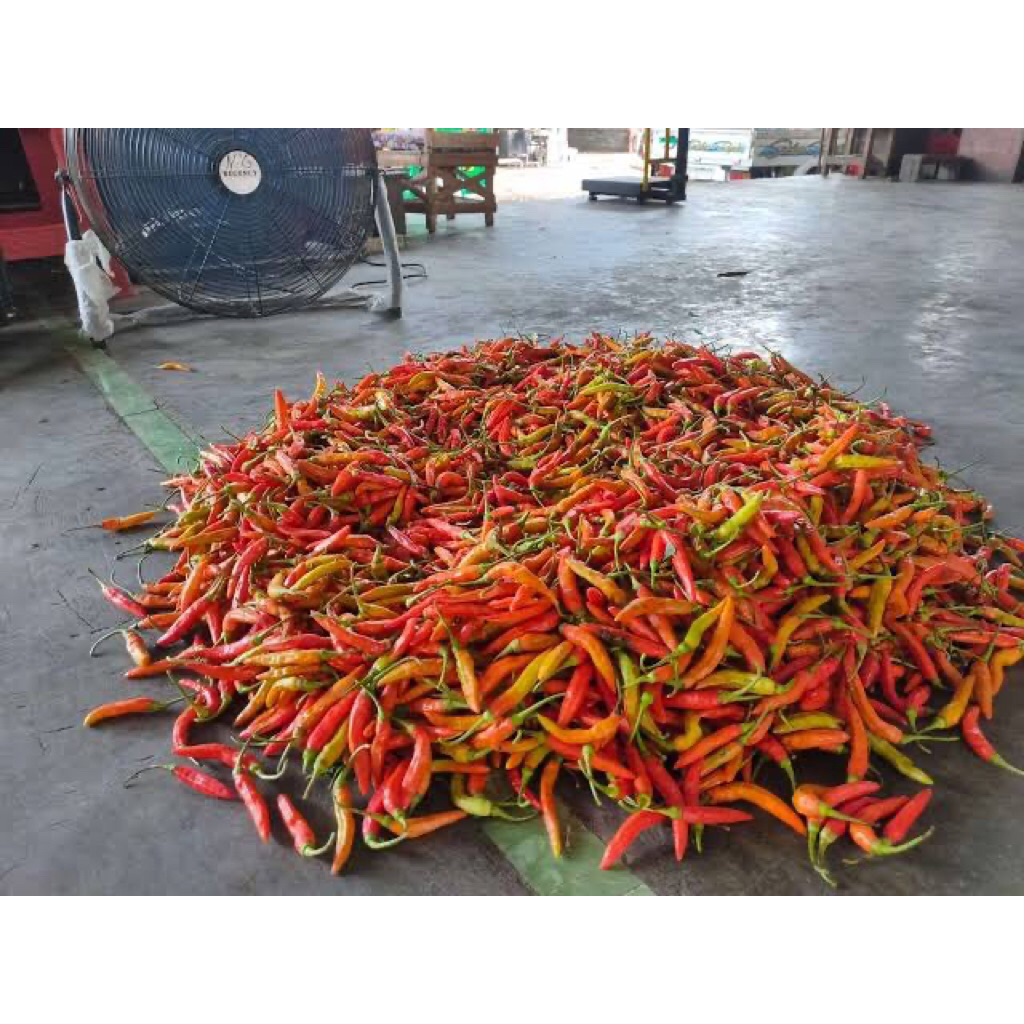 

cabai ori cabe rawit