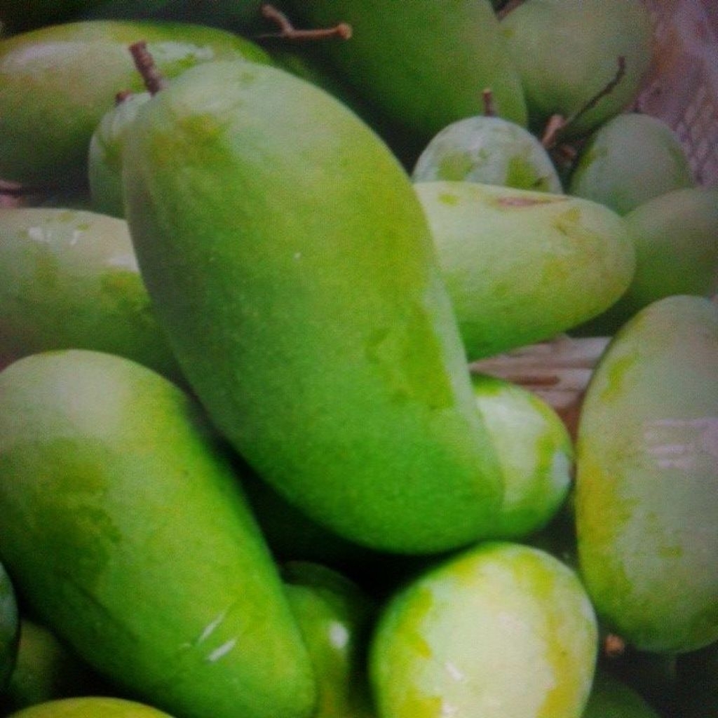 

Mangga kiojay paketan 5kg harga murmer