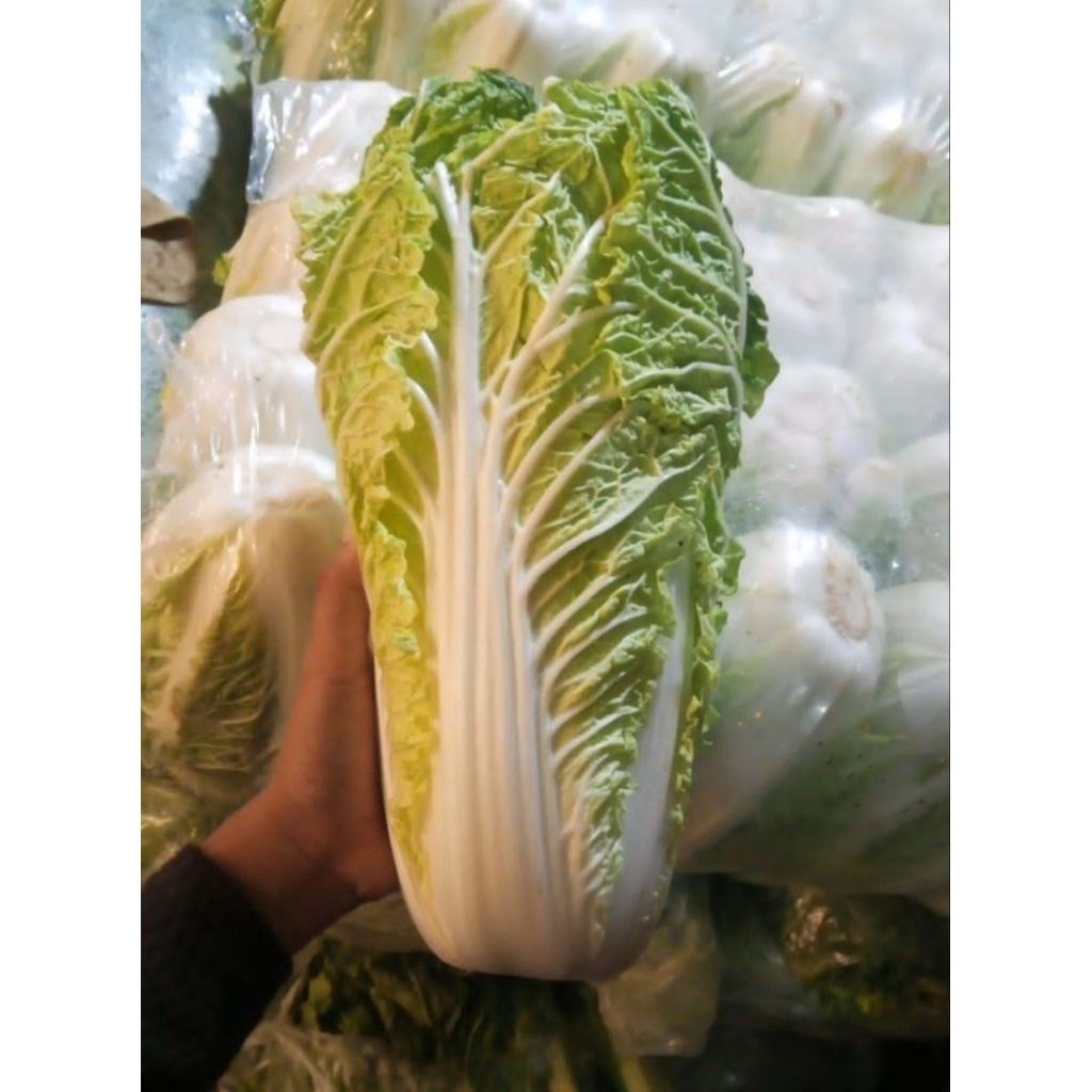 

Sawi Putih Segar 500gr - Chinnese Cabbage Fresh 500 gram Sayur Masak Rumahan