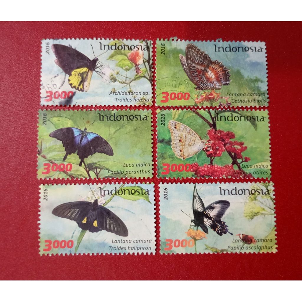 

PRANGKO INDONESIA FLORA DAN FAUNA