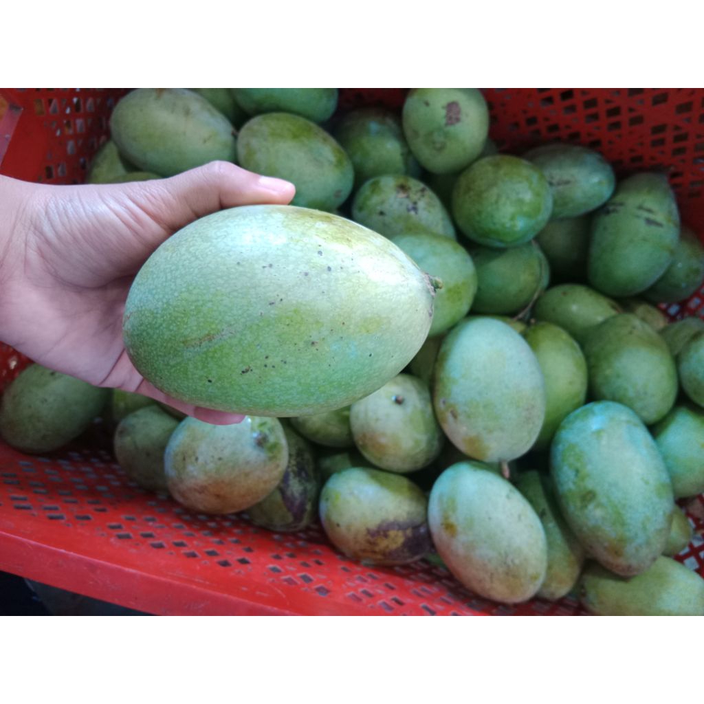 

mangga manalagi/madu super 1 kg