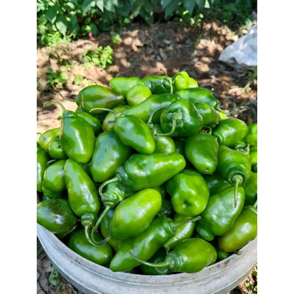 

jual sayur mayur hasil tanam sendiri di jamin segar