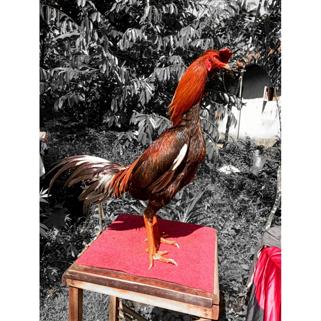 Pakhoy aswindam blackrose - pakhoy blackrose - pakhoy aswindam - pakhoy brakot - ayam tehnik - ayam 