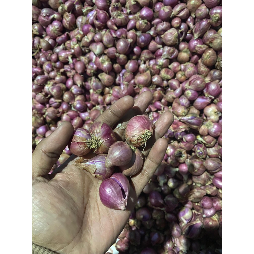 BAWANG MERAH (bima super) 1kg