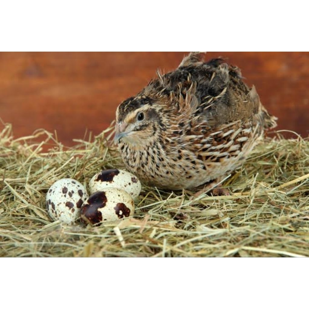 

telur fertil puyuh jepang siap tetas