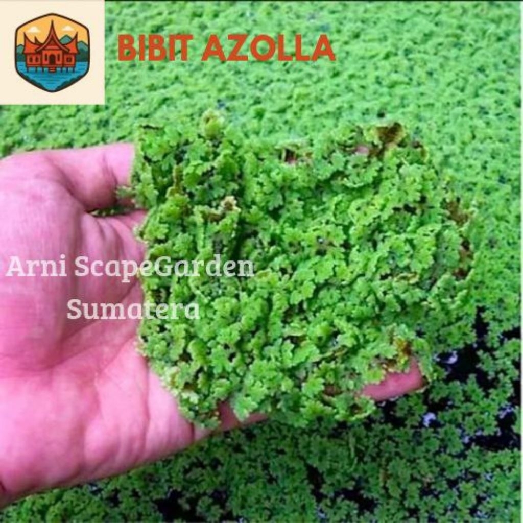 Bibit Azolla Azola Microphyla Pinnata Pakan Ikan