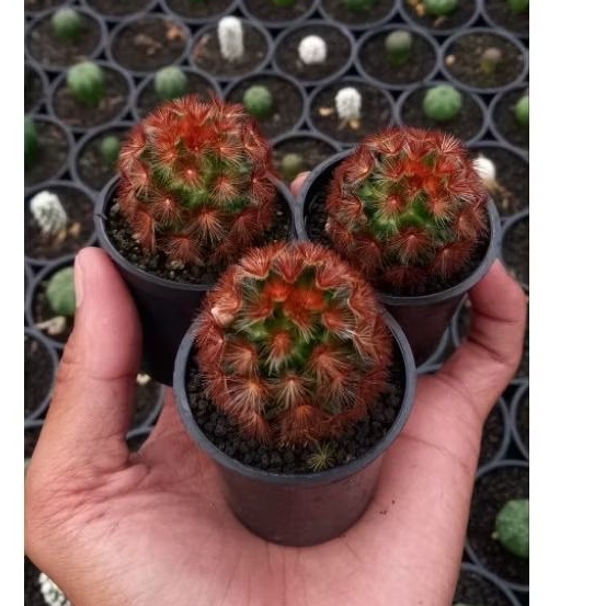 mammilaria carmenae/kaktus