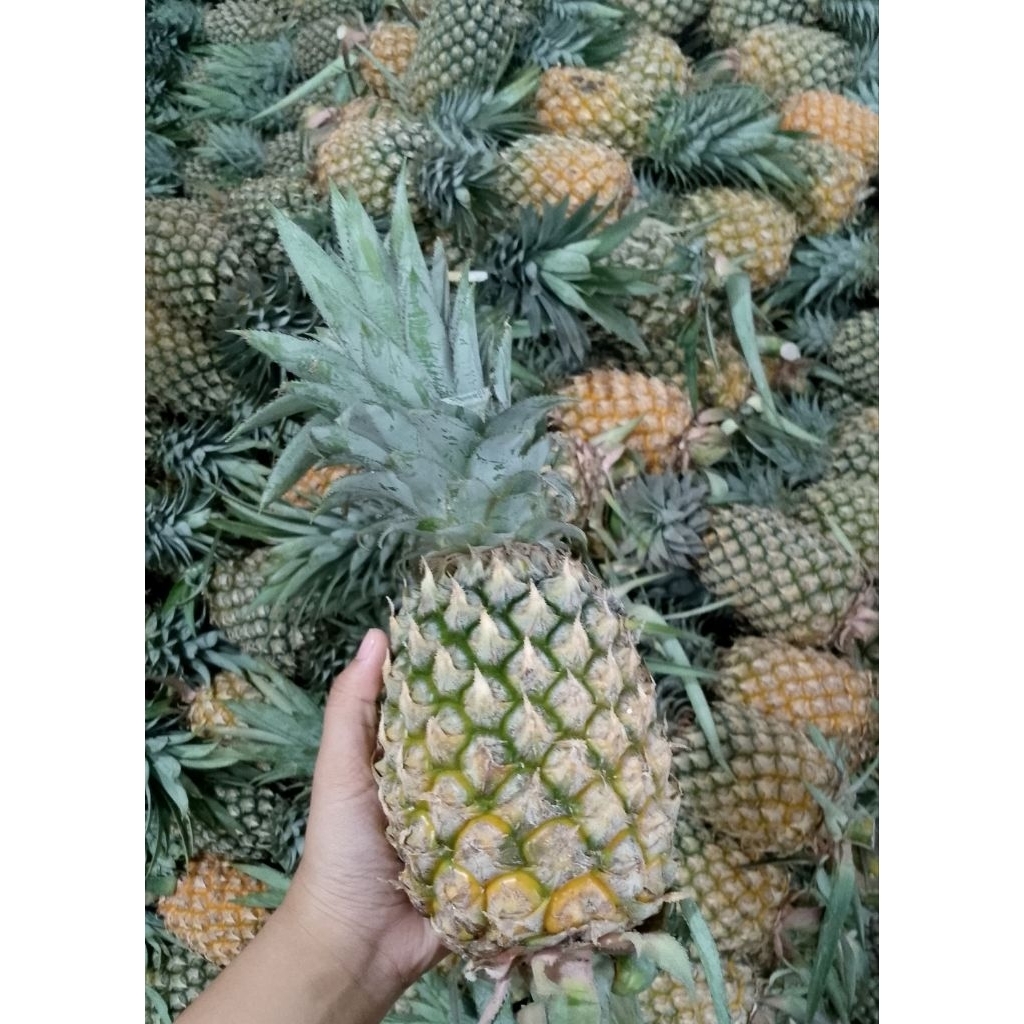

Buah Nanas Segar Untuk Rujak Selai - Fresh Pineapple Fruits Buah Sayur ASEV
