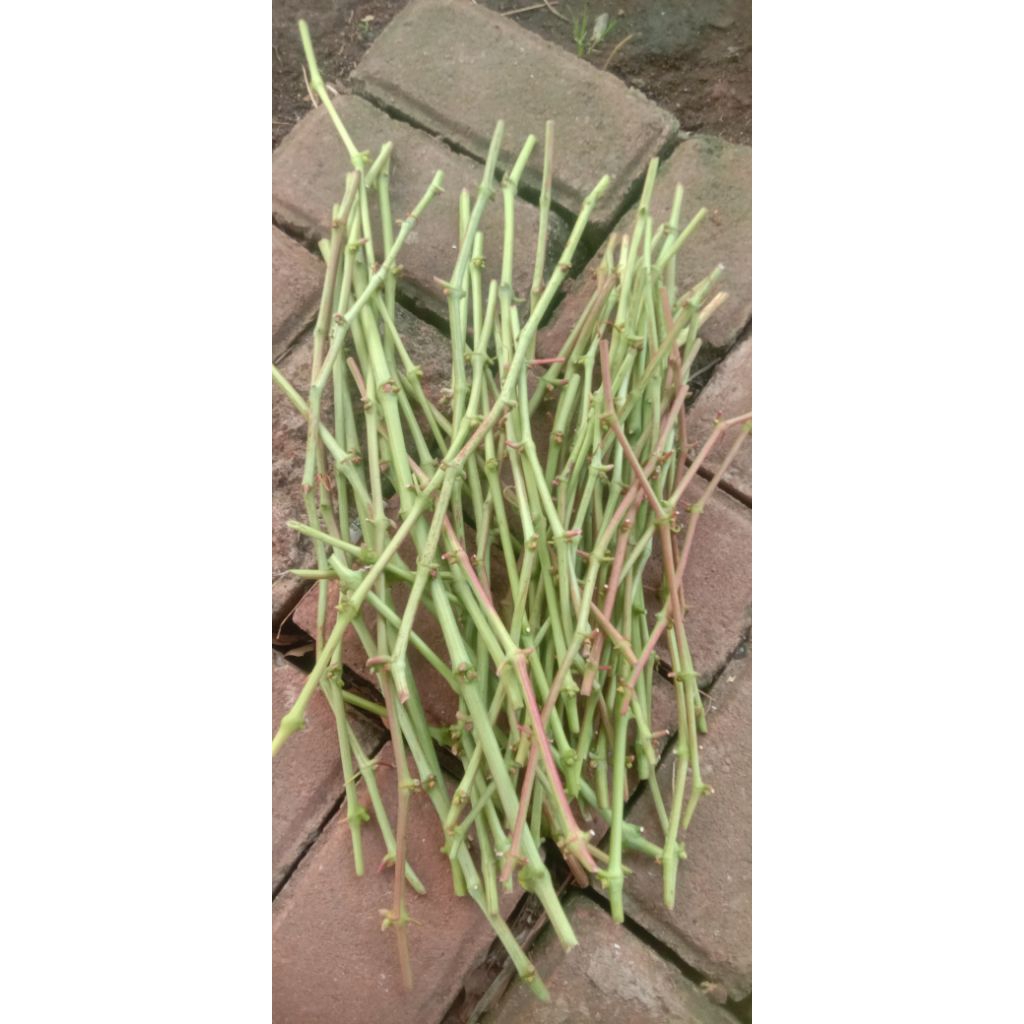 entres anggur 1 paket