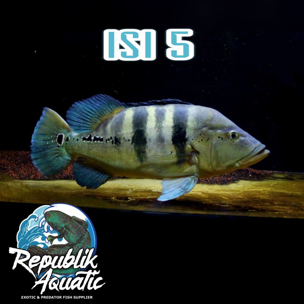 

Cichla Piquiti Blue Azul Isi 3