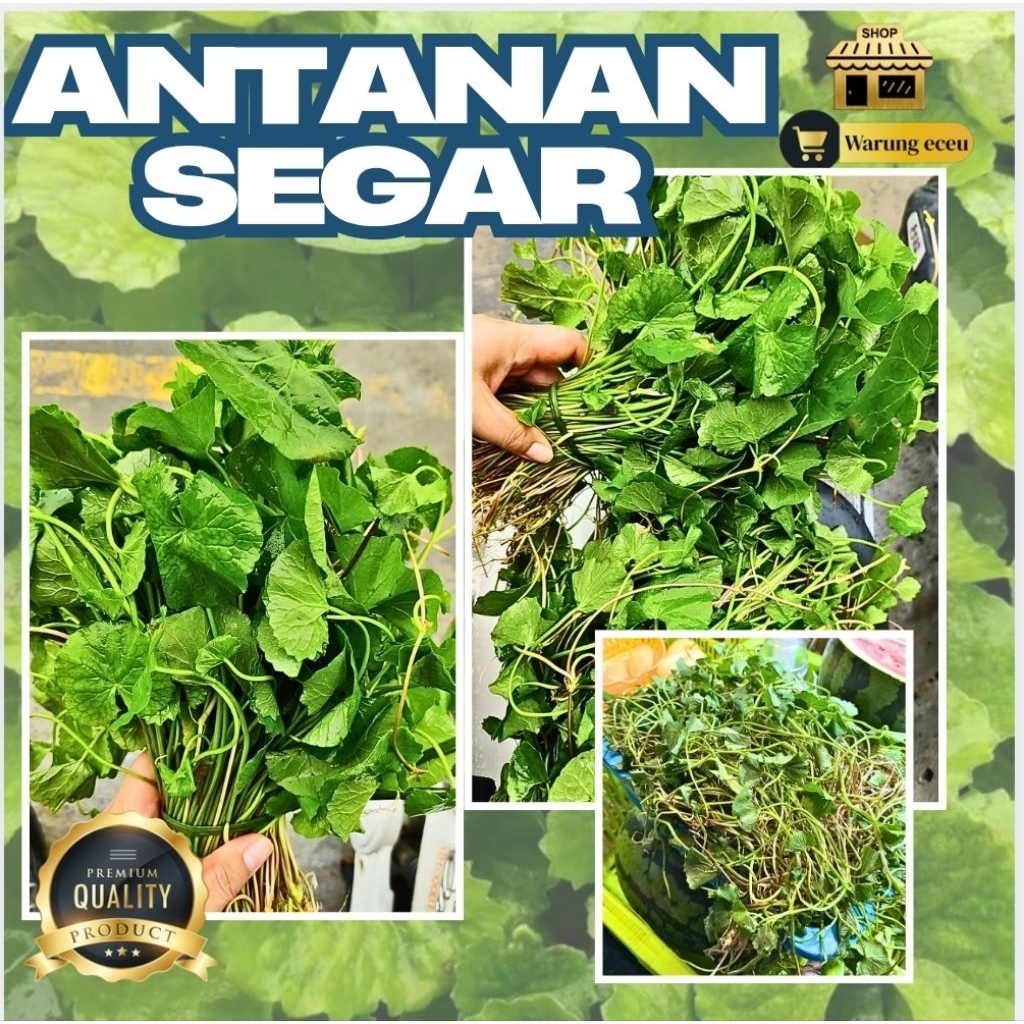 

Antanan Segar 300 gram | Daun Pegagan Fresh | Sayur & Herbal Alami