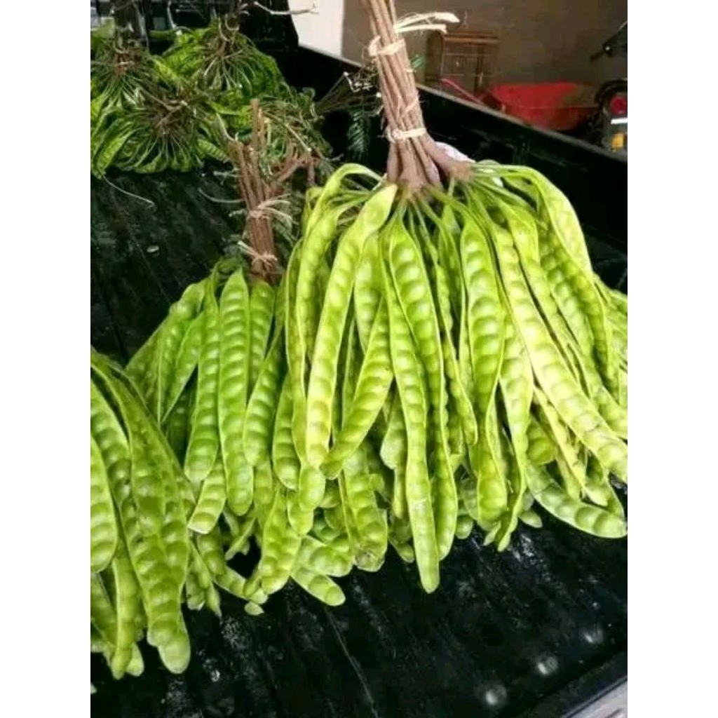 

PETAI/PETE FRESS TUA 1 IKAT(10 papan) TERMURAHH