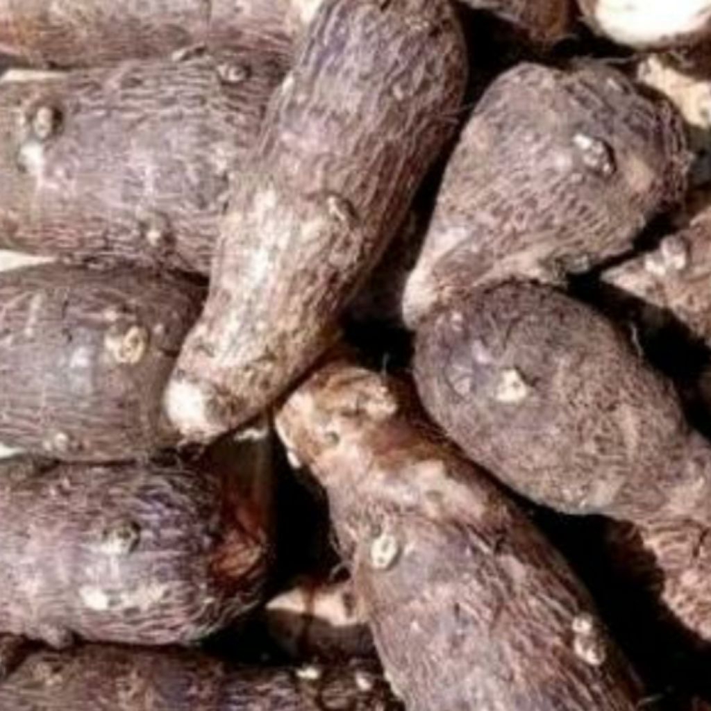 

Promo umbi talas belitung kimpul ,talas kimpul pulen , kemasan 1 kg