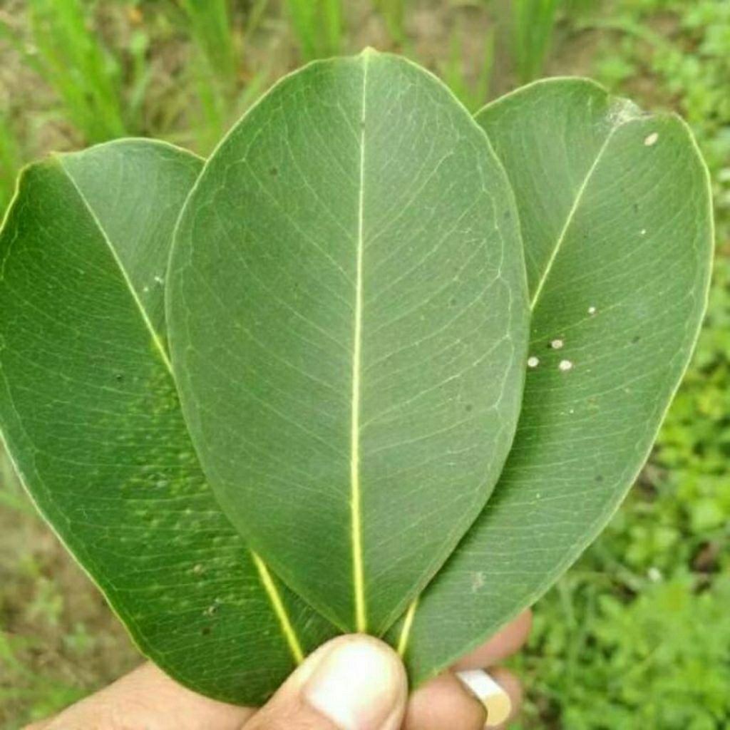 daun juwet Segar / daun jamblang Segar, isi 50 lembar