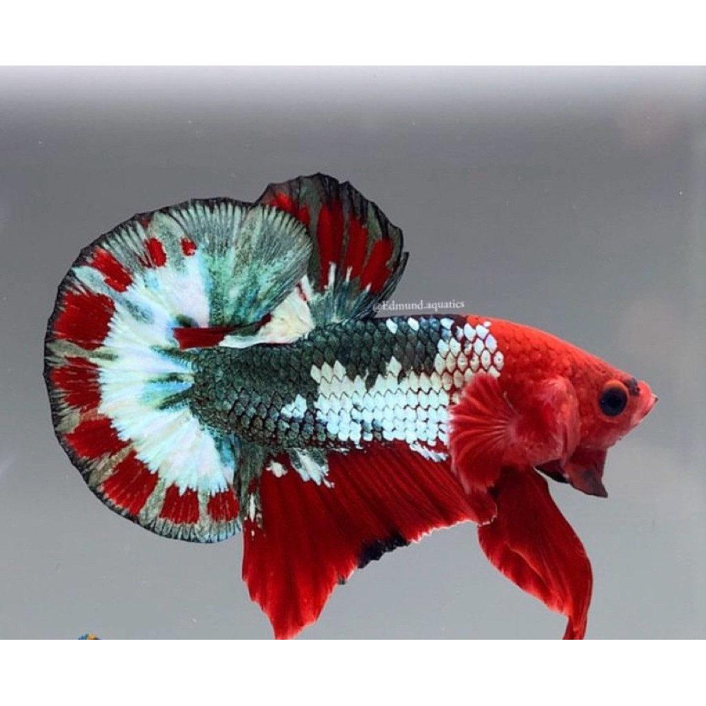 cupang FCCP bahan kontes terbaik asli 100%