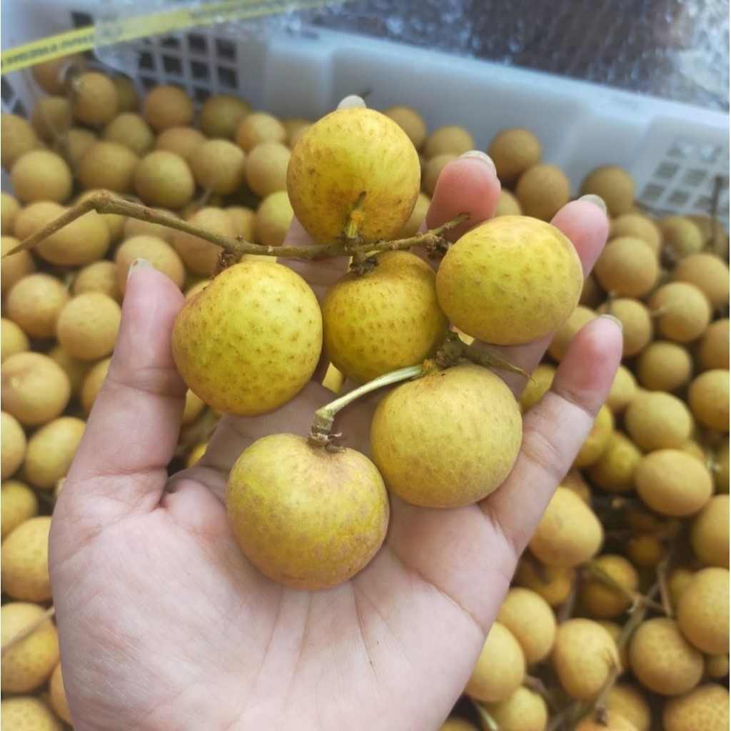 

Buah Kelengkeng Krat Mas Super Premium 500gr 1kg