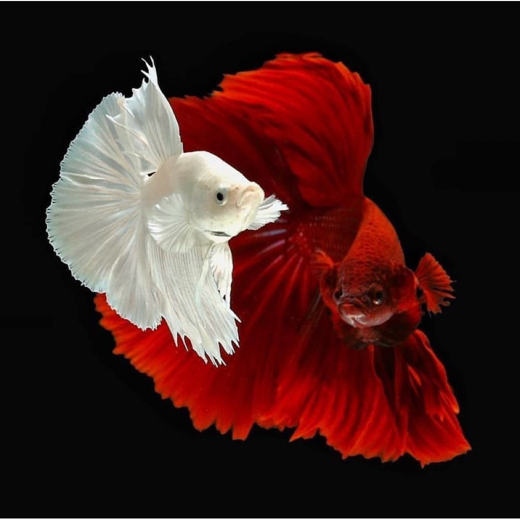 cupang halfmoon isi 2 merah dan putih ekor lebar kualitas terbaik