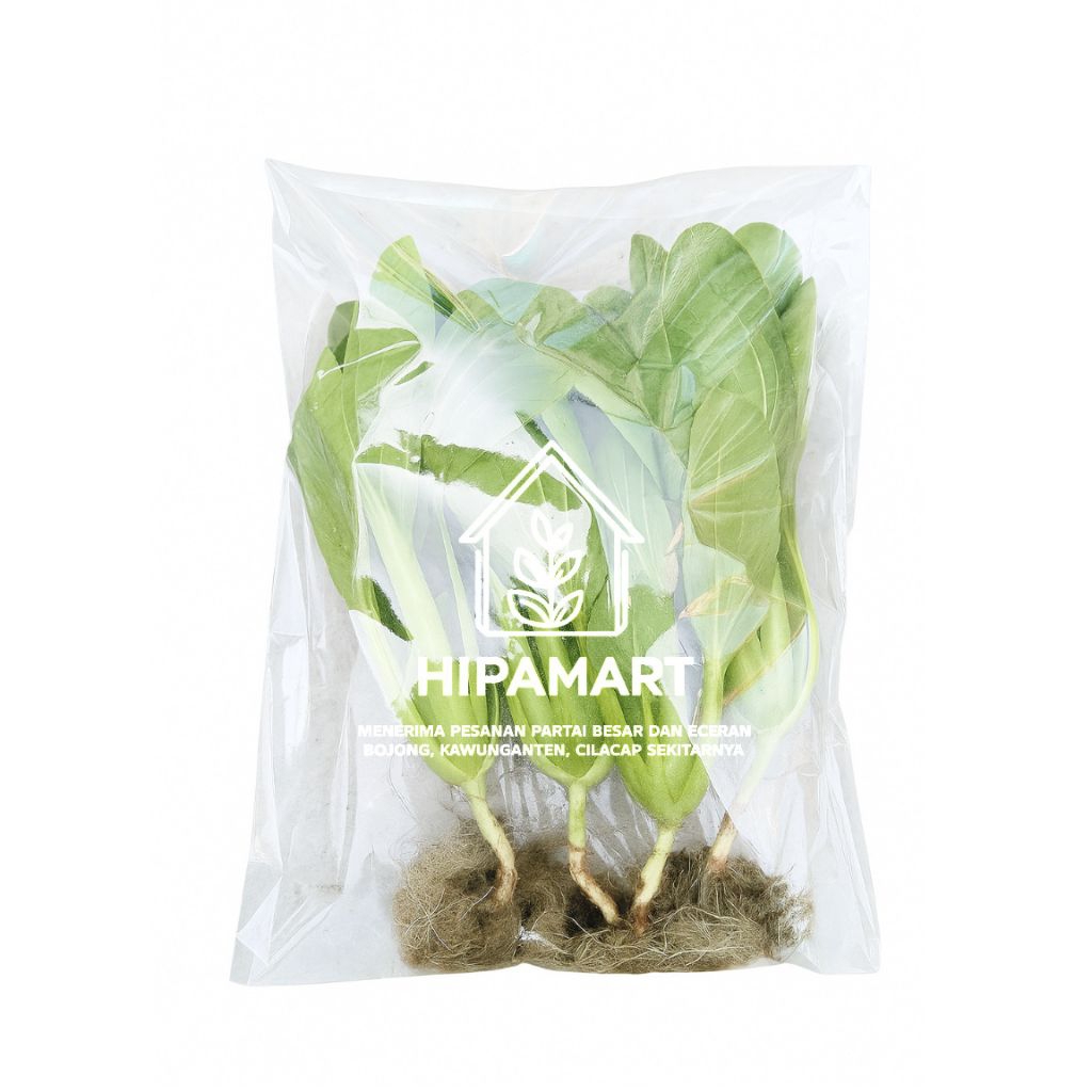 

Sawi Pakcoy Hidroponik 500 gram — Sayur Segar Cilacap