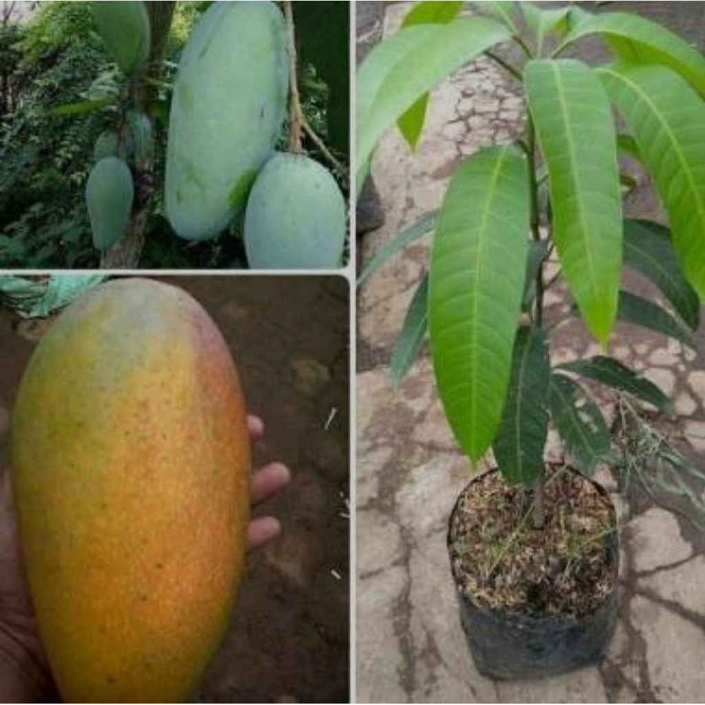 bibit mangga kiojay thailand bibit mangga kiojay okulasi tinggi 1 meter