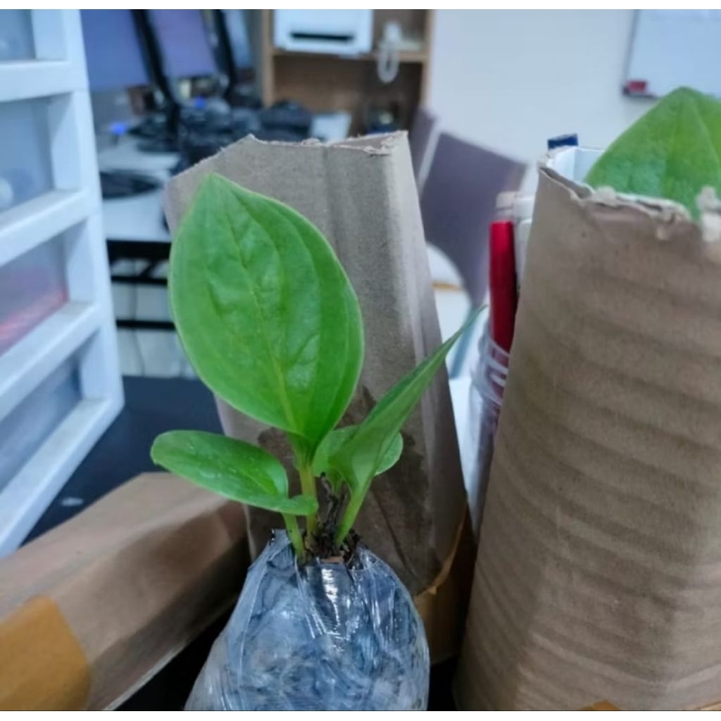 Tanaman Hias Anthurium Jemani Mangkok Ukuran Remaja Mewah