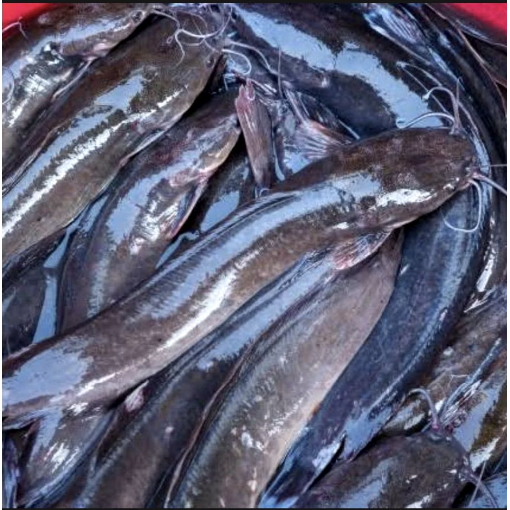 

Ikan Lele segar/fresh 1Kg