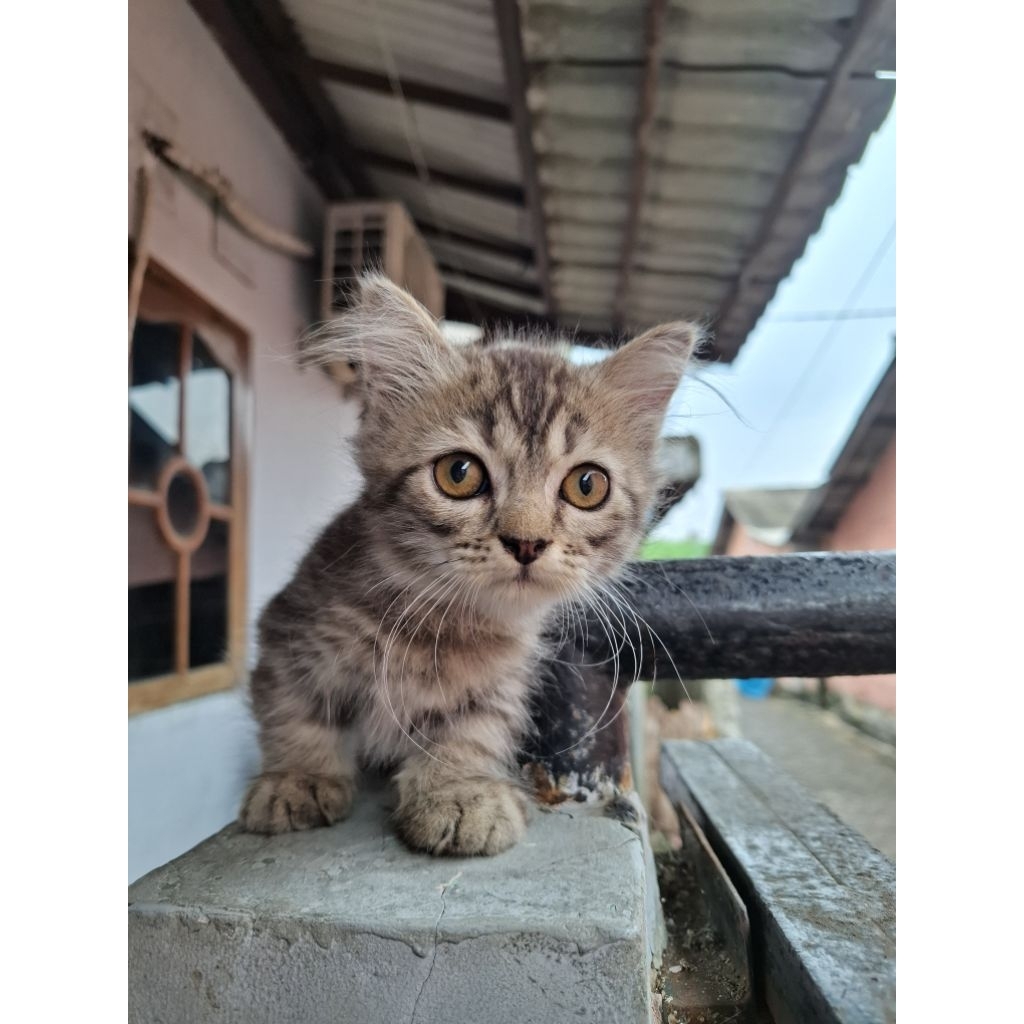 Kucing munchkin kaki pendek jantan & betina