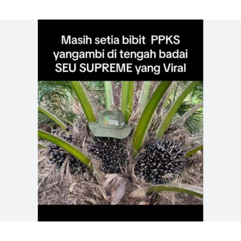 benih kelapa sawit DxP SEU SUPREME super
