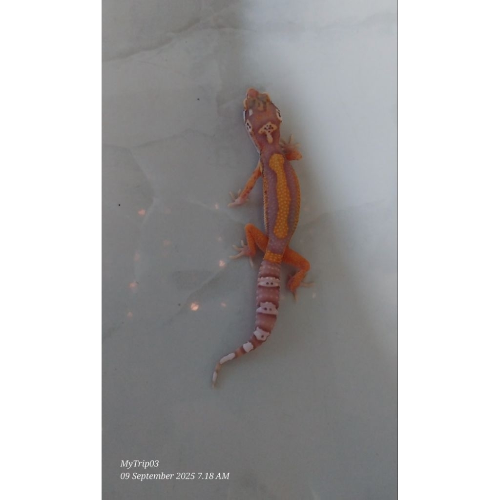 Gecko Bold Stripe Albino Bell