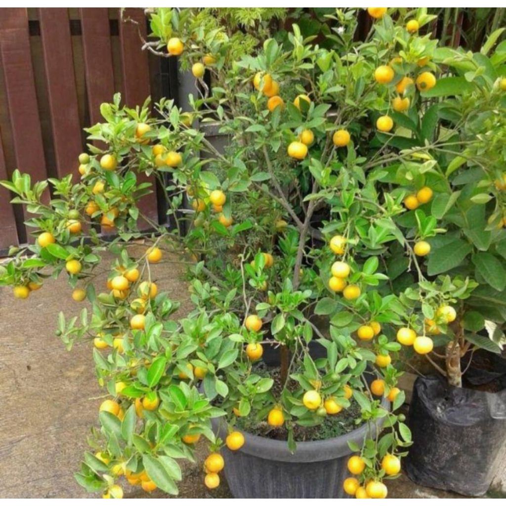 

Tanaman buah jeruk kip lemon