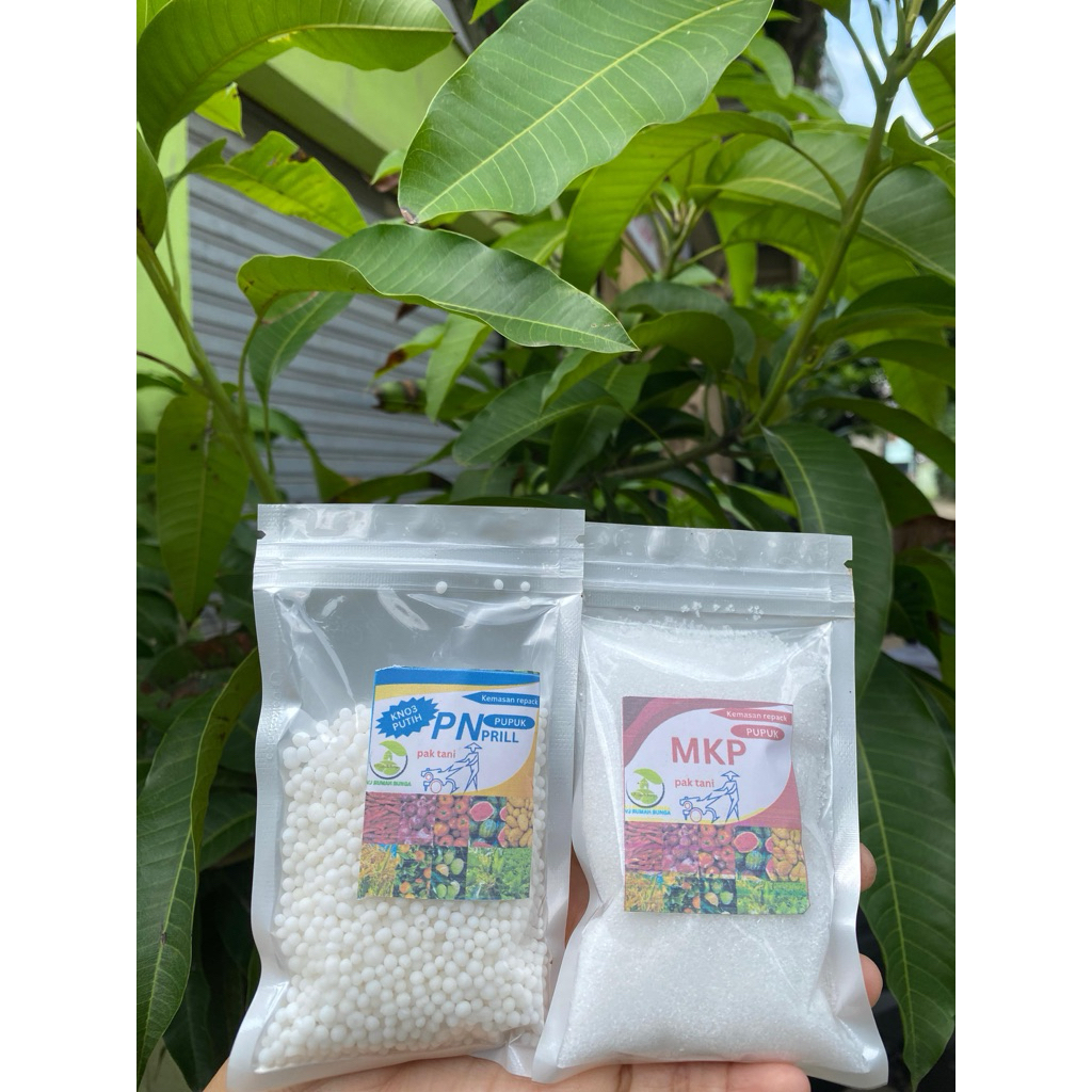 Paket pupuk pembungaan dan pembuahan Kno3 dan Mkp
