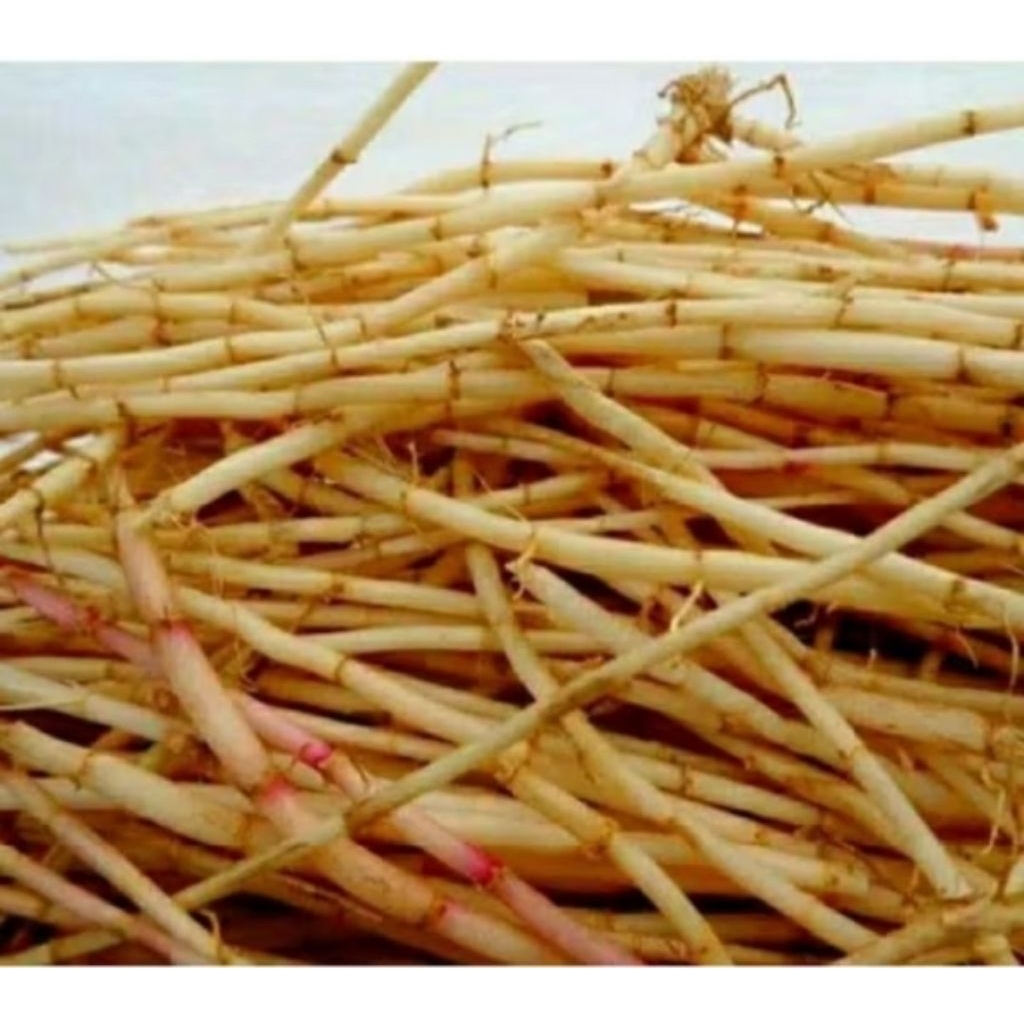 

akar alang alang fress 1kg 25rb