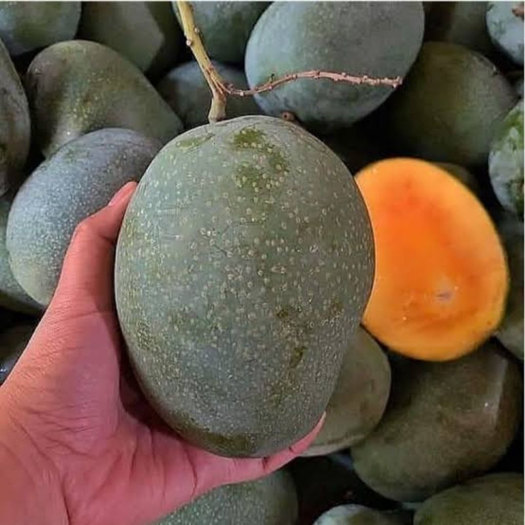 Bibit Buah Mangga Manalagi atau Mangga Madu Cepat Berbuah