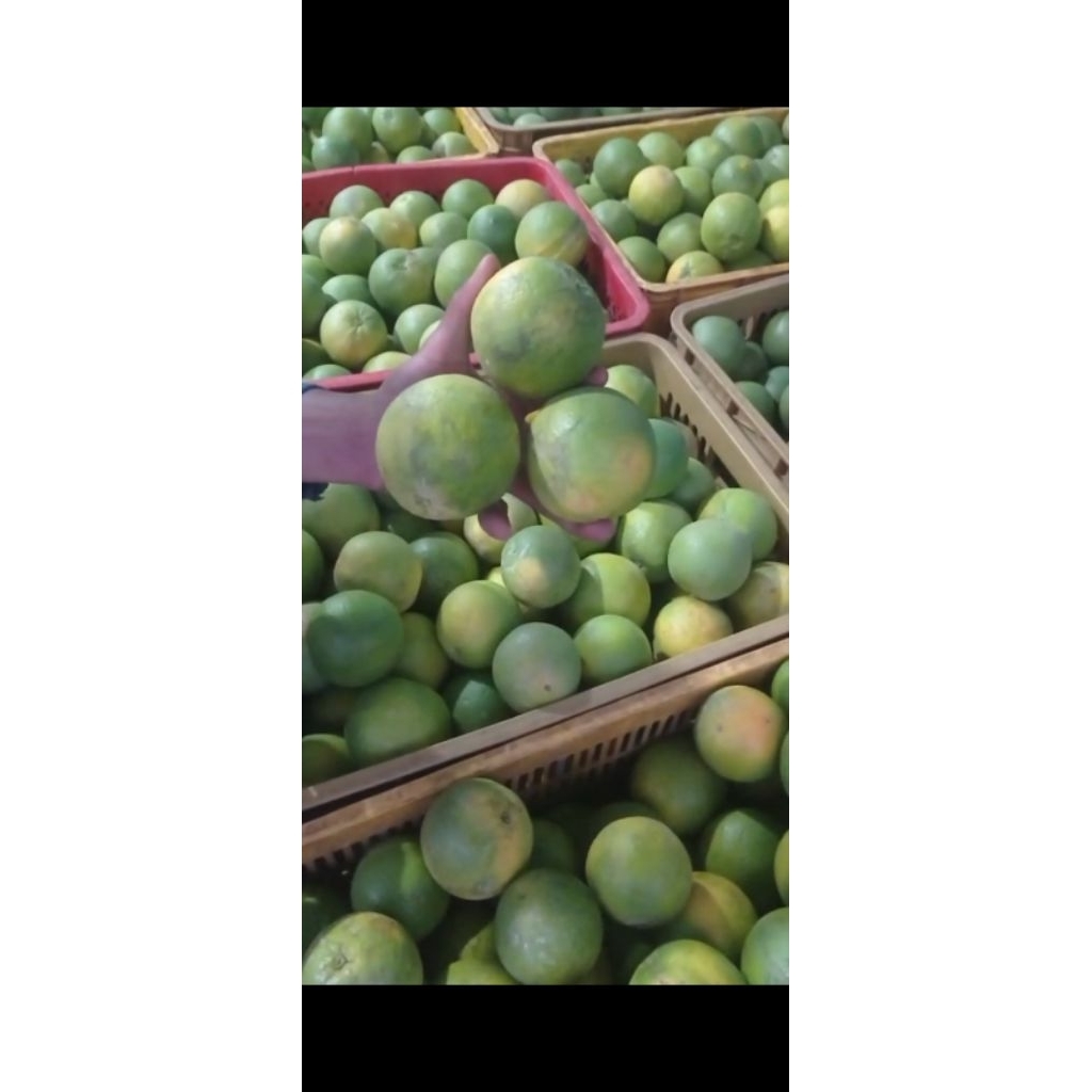 

Jeruk Manis Iris Segar Peras / Jeruk Peras Vitamin C Tinggi 1kg