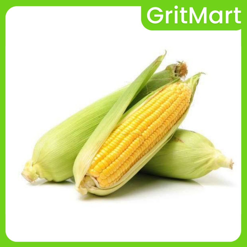 Jagung Manis 1 Pcs I Jagung Cocok Untuk Direbus + Jagung Bakar I Manis Alami