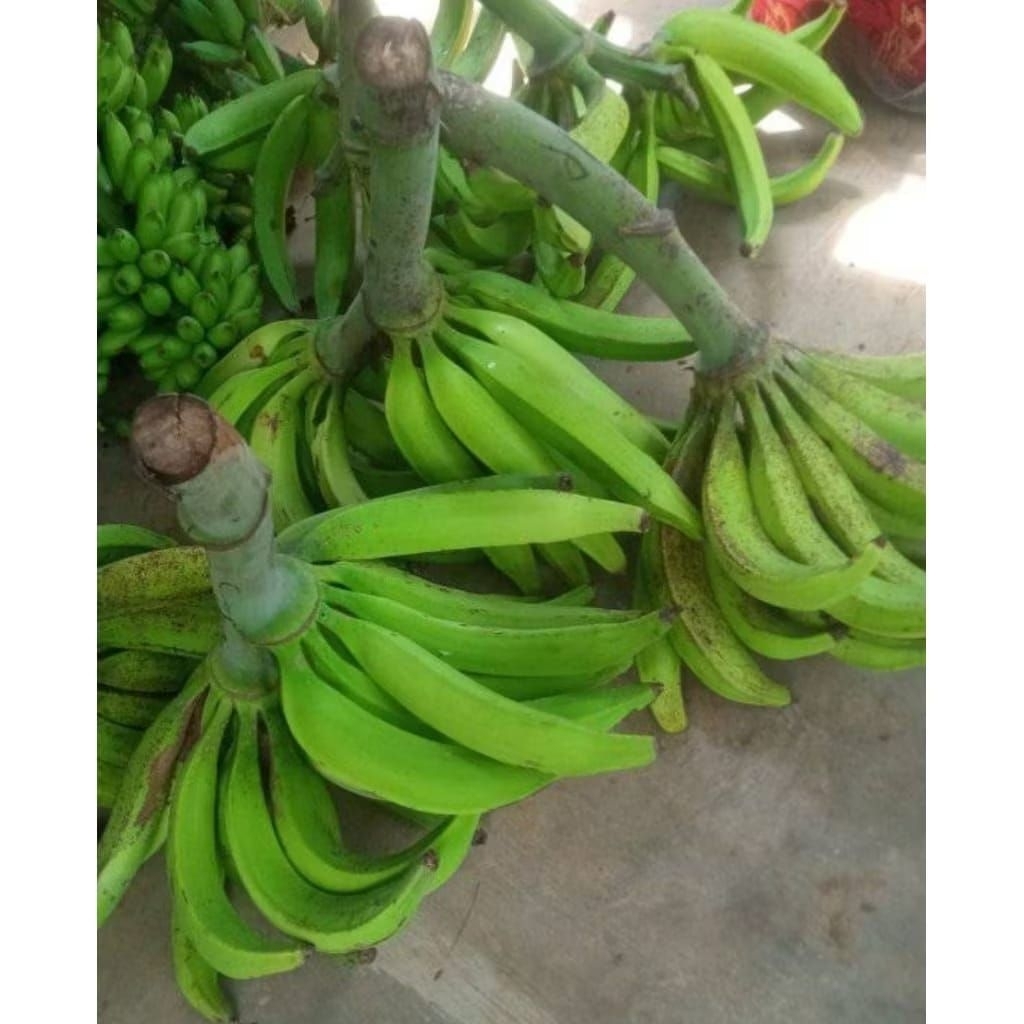 

Pisang Tanduk / Pisang byar / Pisang agung Harga per 1 biji