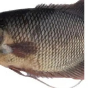 

ikan gurame 500g