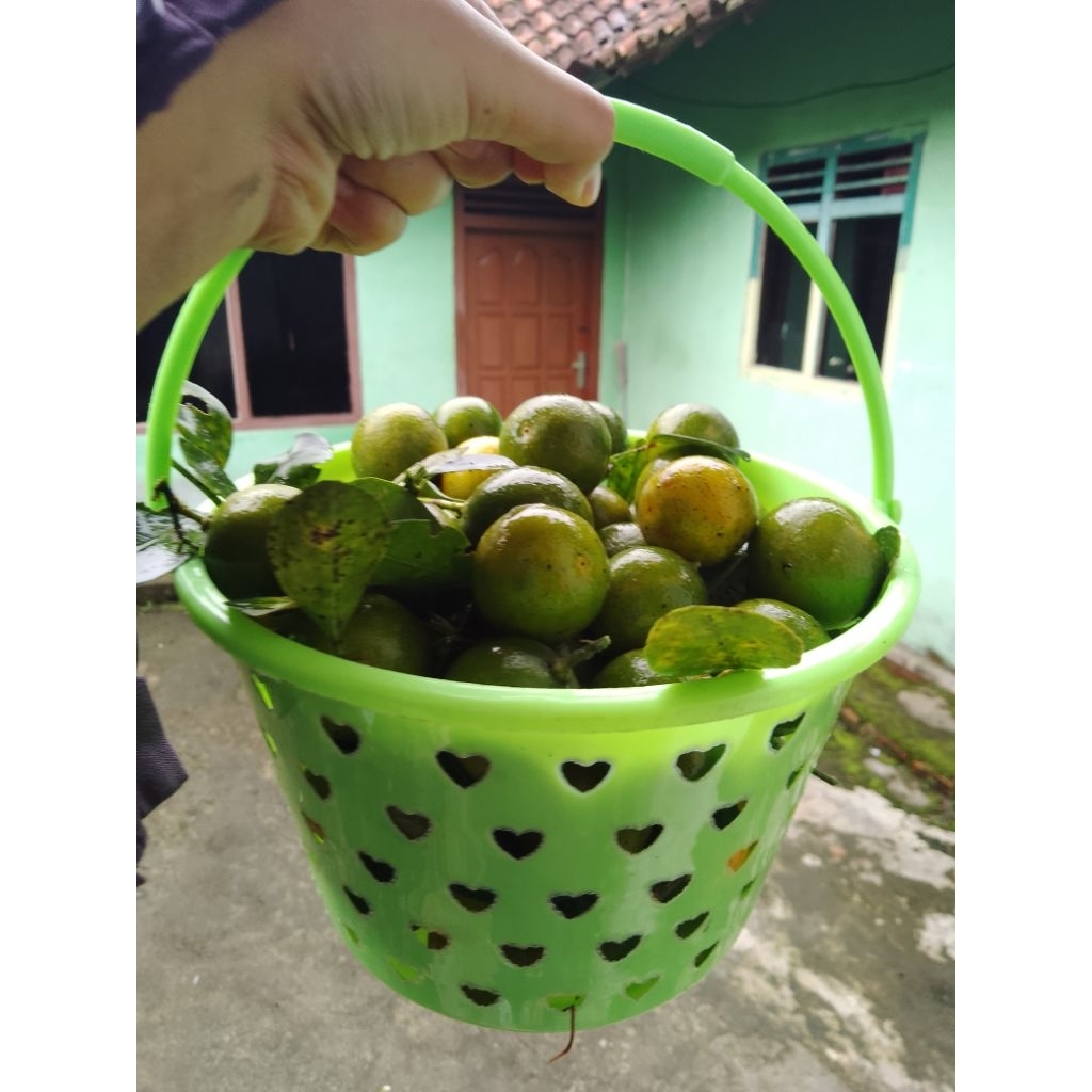 1 KG JERUK KUNCI/JERUK MINUMAN/JERUK SONKIT