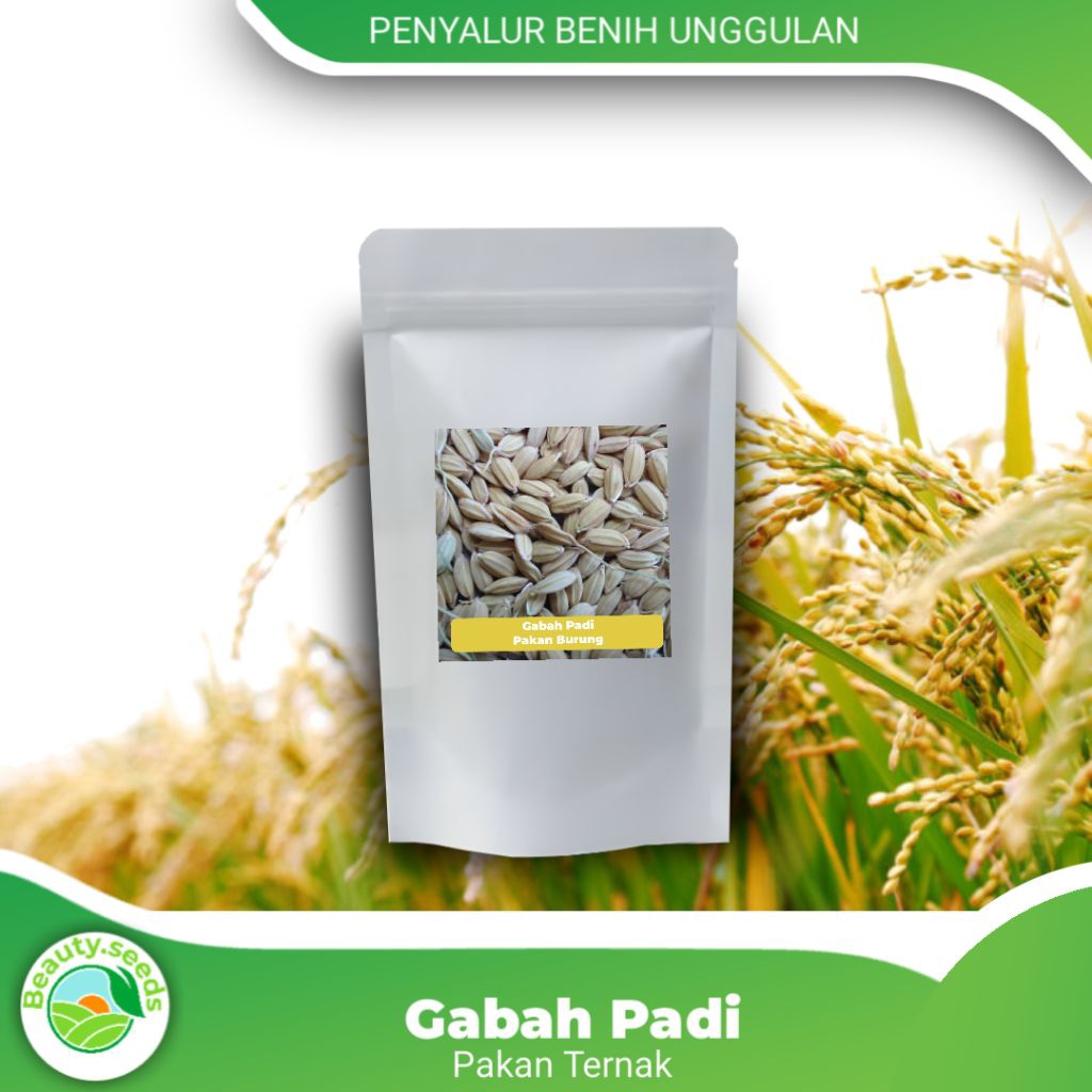 GABAH PADI BIJI BIJIAN BERSIH MUDAH TUMBUH 1KG / Padi ukuran 1kg / padi kualitas super asal KELATEN