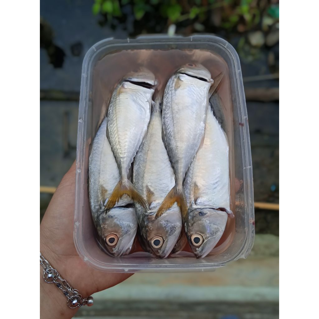 

Frozen Seafood Kembung Satai Bersih